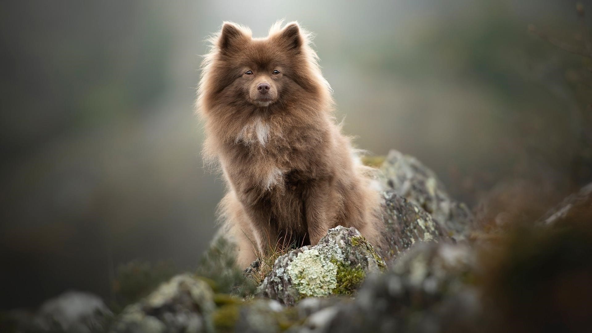 Собака-шпиц с коричневым мехом сидит на камне на размытом фоне собаки обои скачать