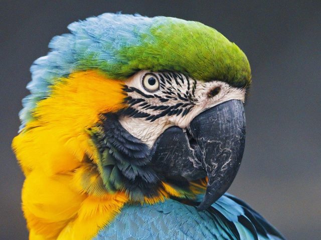 Красочная птица попугай ара в размытом фоне птицы