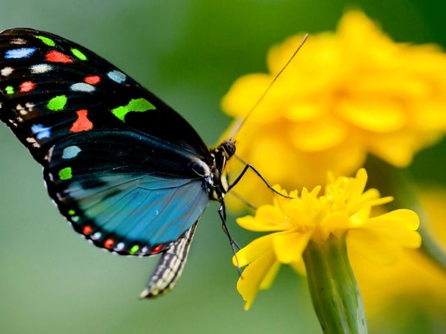 Красочная бабочка на желтом цветке на сине-зеленом фоне бабочка