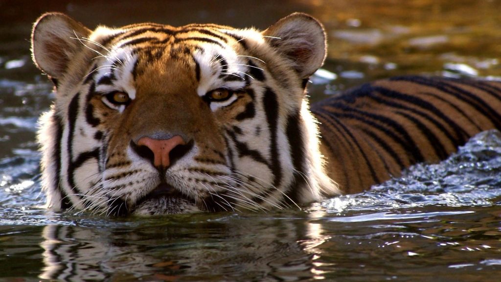 Крупным планом вид тигра на водяном тигре обои скачать