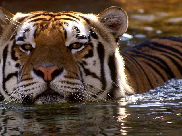 Крупным планом вид тигра на водяном тигре