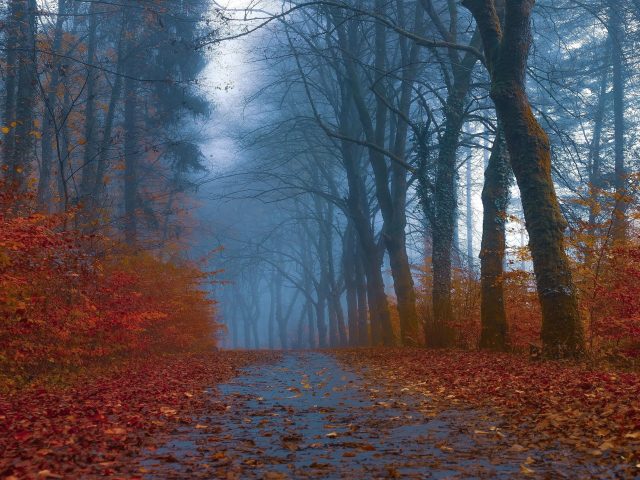 Дорога с листьями между осенними деревьями в лесу природа