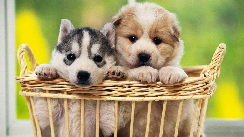Милый щенок черно-коричневые белые собаки внутри бамбуковой корзины на размытом зеленом фоне собака обои скачать