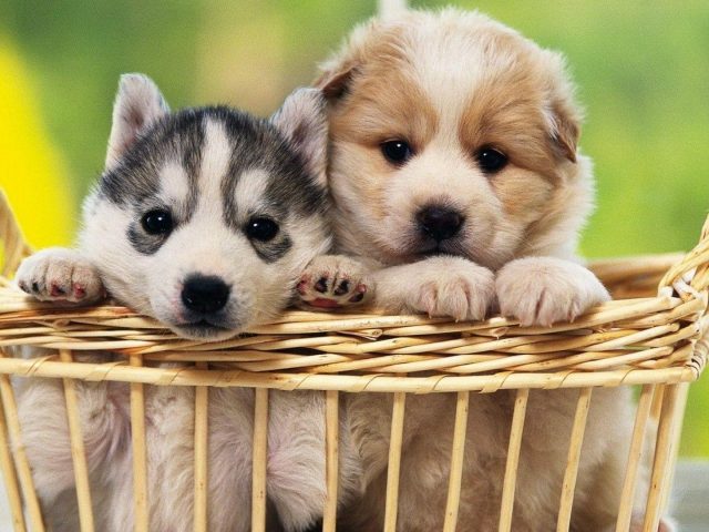 Милый щенок черно-коричневые белые собаки внутри бамбуковой корзины на размытом зеленом фоне собака