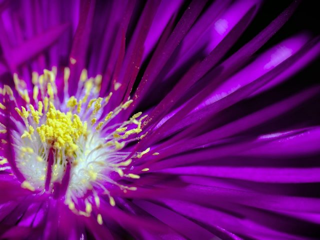 Фиолетовый цветок 1