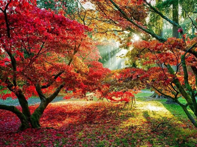Красочные лиственные деревья с солнечным лучом в дневное время природа