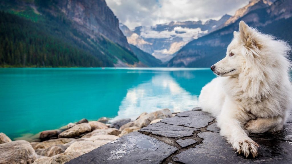 Белая собака сидит на скале в горах на фоне реки собака обои скачать