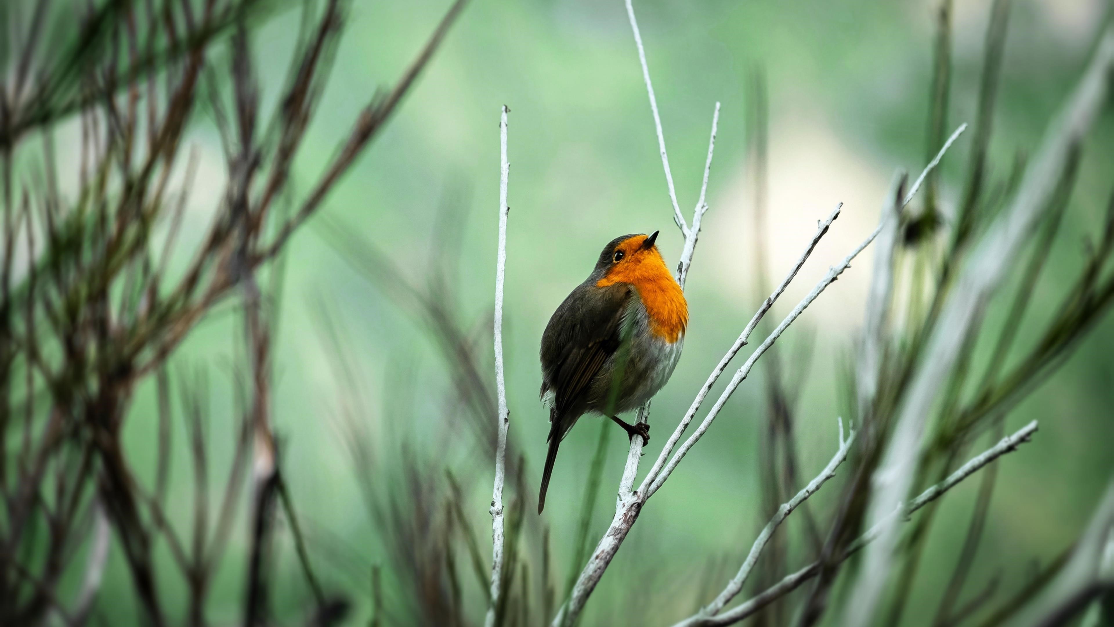 Птица малиновка фото и описание место обитания