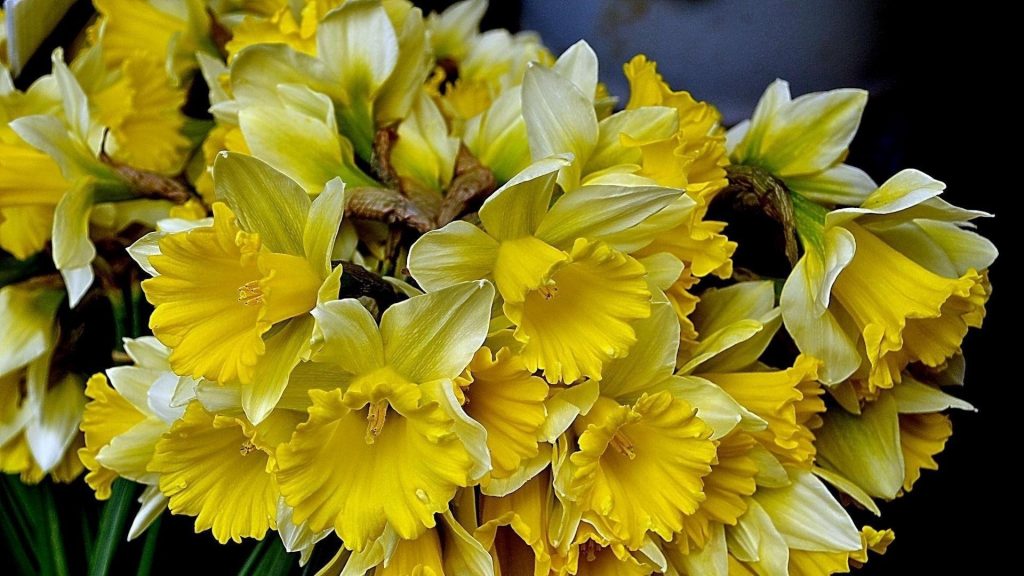 Цветы нарциссов желтые весенние цветы обои скачать