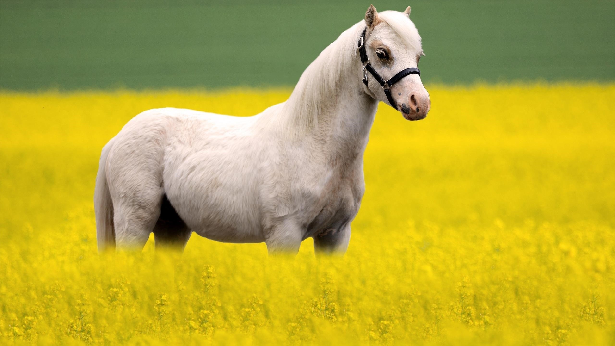 Белая лошадь стоит на желтом рапсовом поле в размытом фоне животных обои скачать