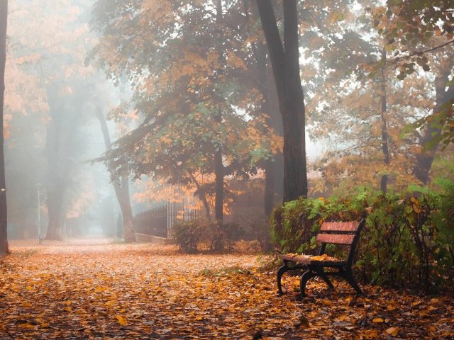 Деревянная скамейка в осенних деревьях парка природа