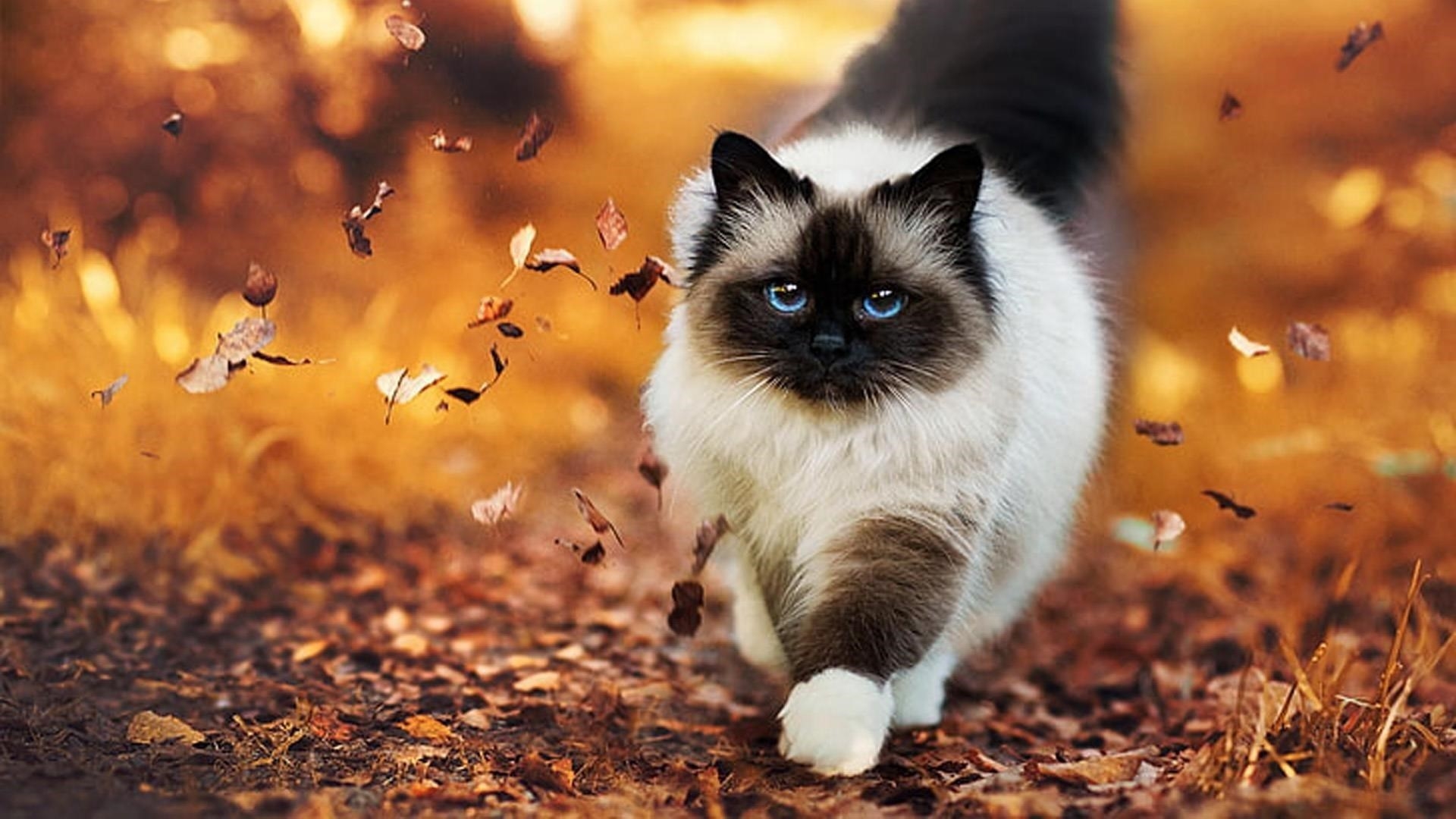 Черно-белый пушистый кот стоит на фоне падающих осенних листьев обои скачать