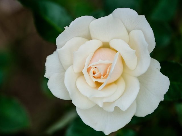 Лепесток розы Белый цветок на сине зеленом фоне цветы