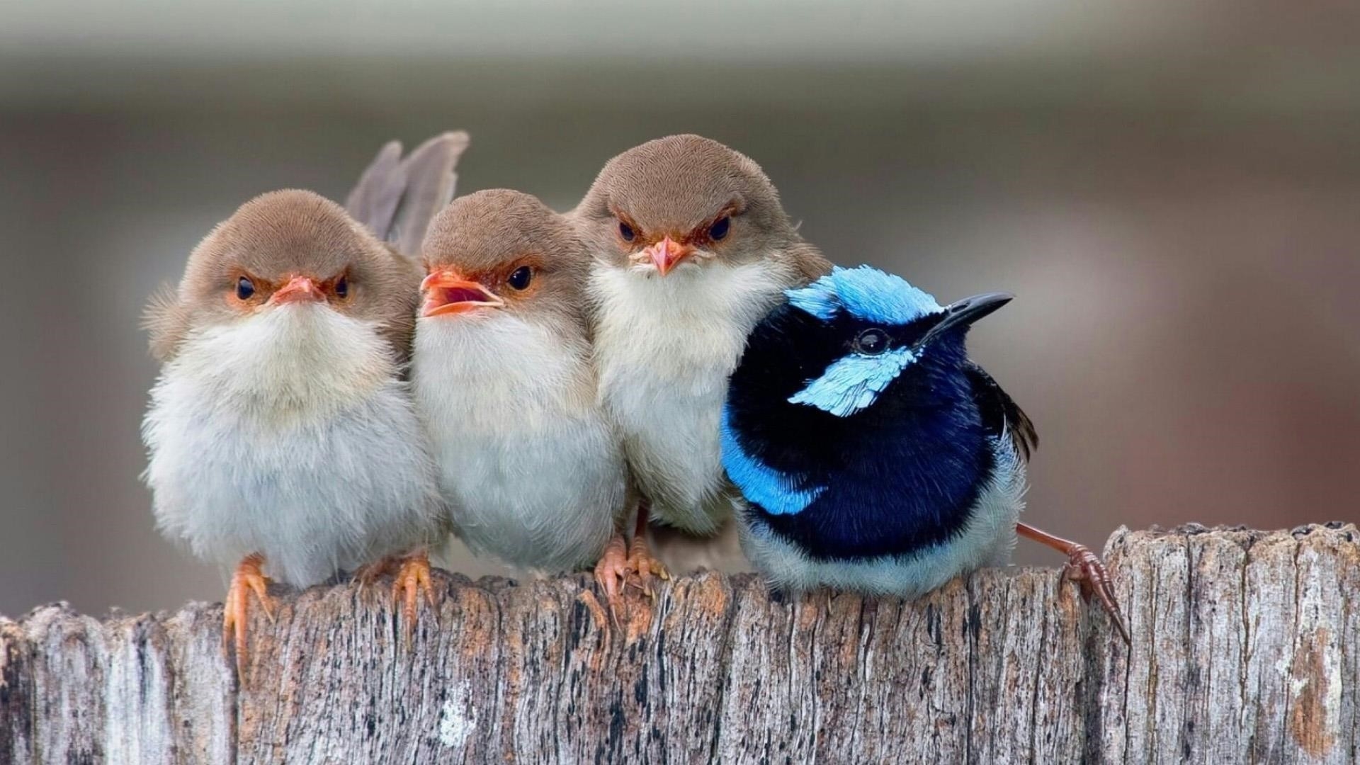 Маленькие птички вместе на деревянном заборе птицы обои скачать
