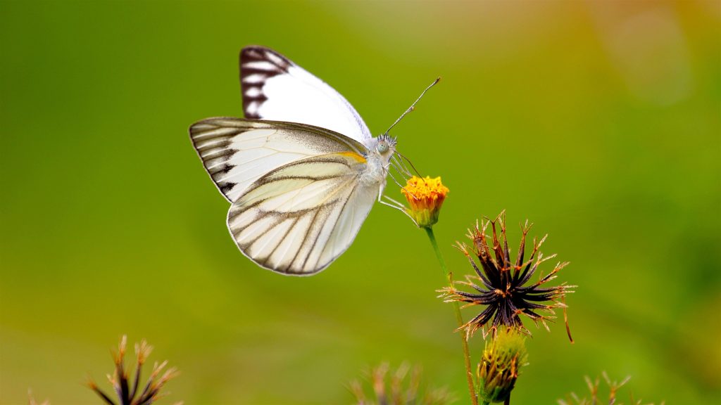 Белые черные линии бабочка на желтом бутоне цветка на зеленом фоне бабочка обои скачать