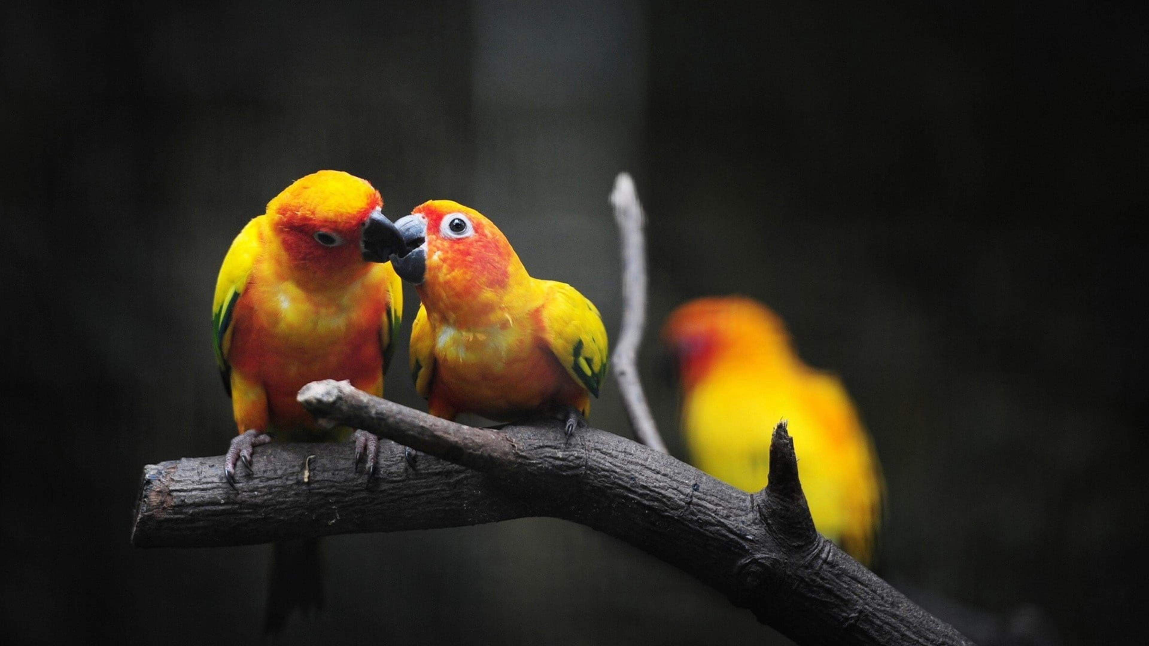 Две желтые красный зеленый солнечная аратинга попугаи сидят на ветке дерева в размытия фона животных обои скачать