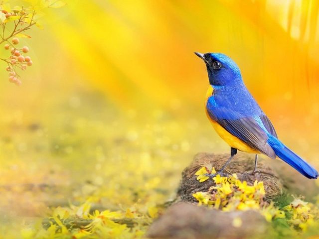 Синяя желтая птица стоит на камне на желтом фоне птицы