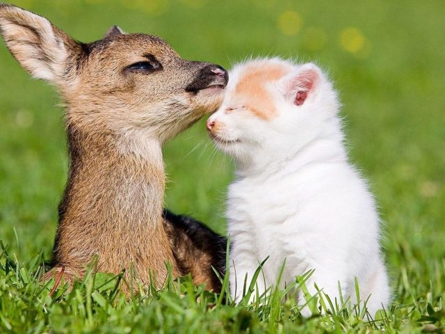 Милый маленький олень и котенок на траве полевой олень