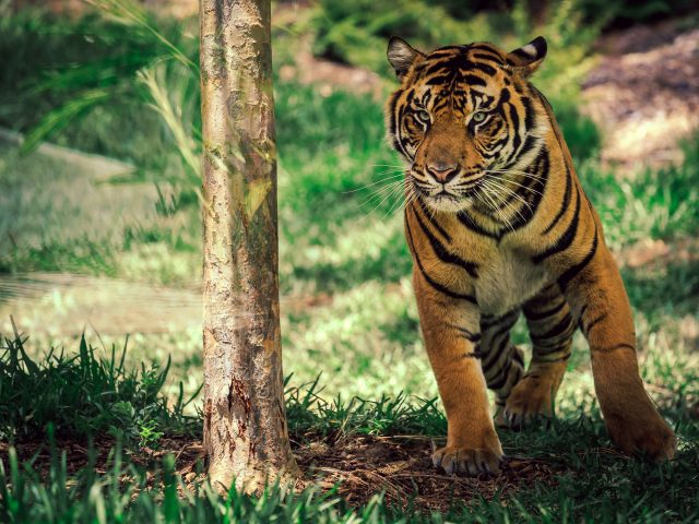 Саванна тигр диких животных.