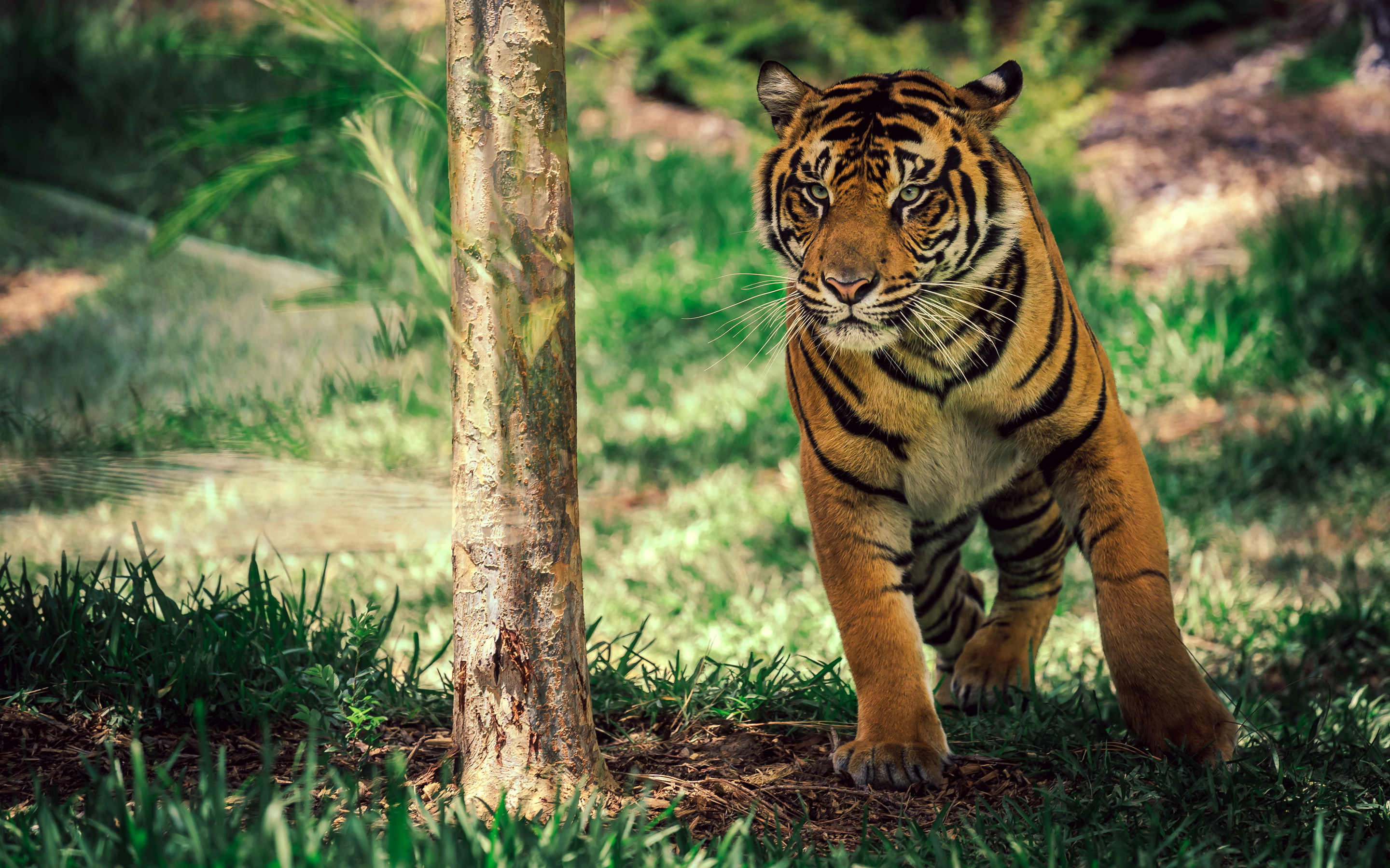 Саванна тигр диких животных. обои скачать