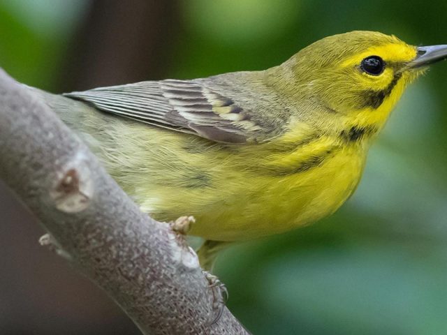Желтая птица на ветке дерева в сине-зеленом фоне птицы