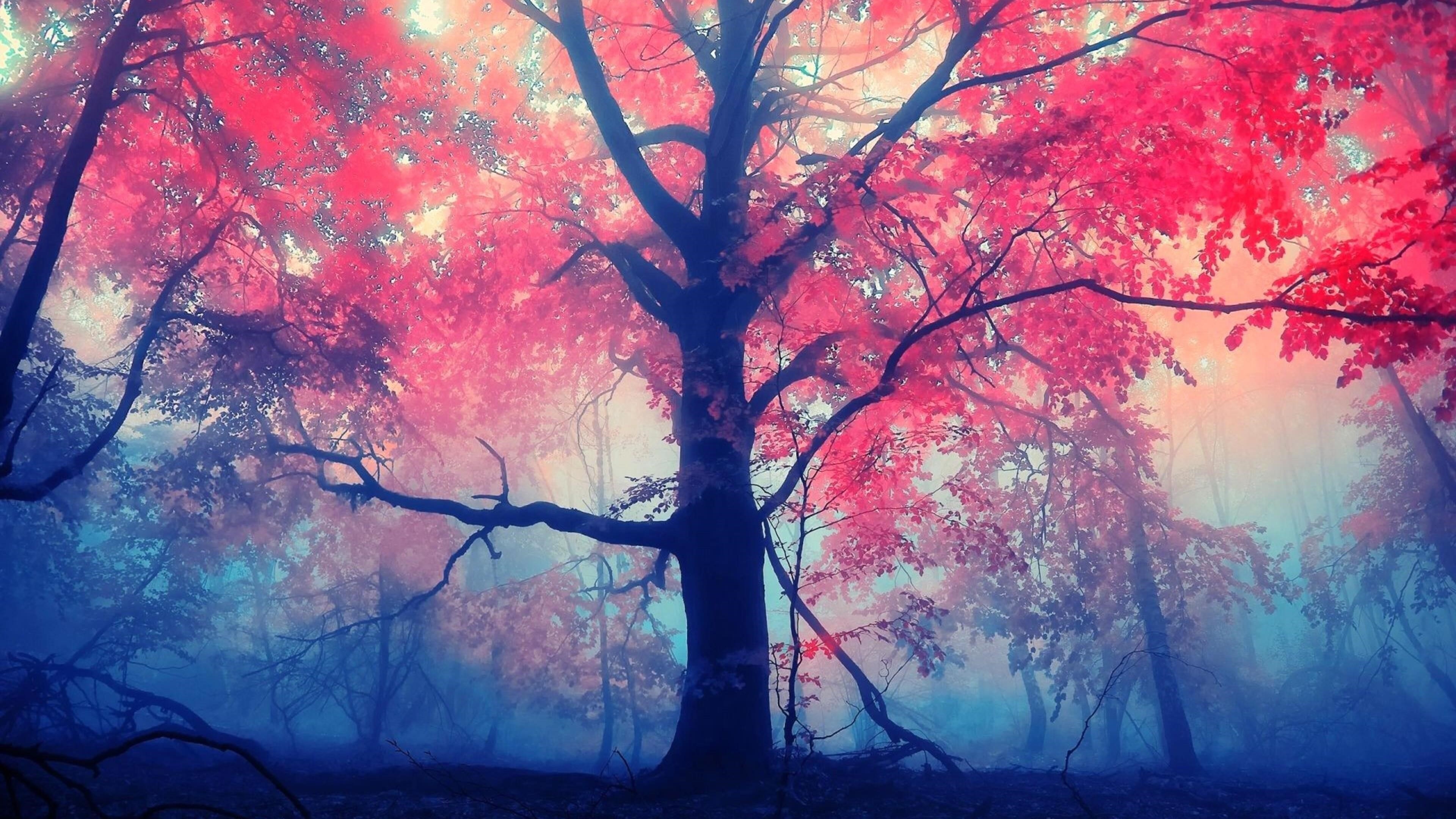 Красные осенние листья дерево с туманом природа обои скачать