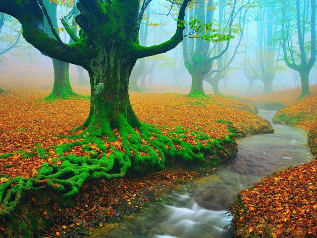 Река поток между сухими листьями покрытая земля с водорослями покрытые деревья природа