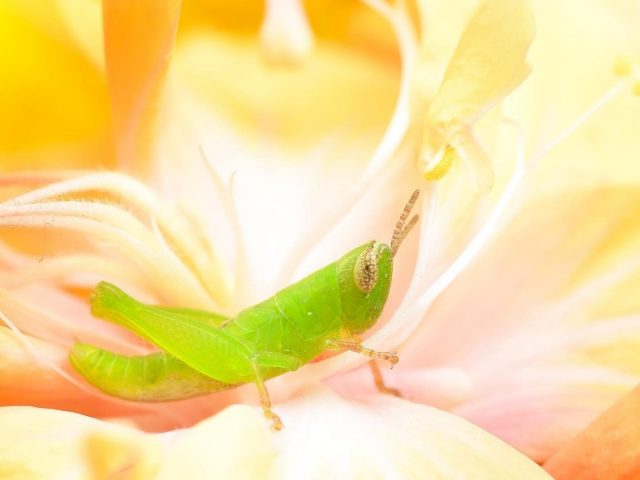 Зеленый кузнечик сидел на желтом цветке в дневное время животные