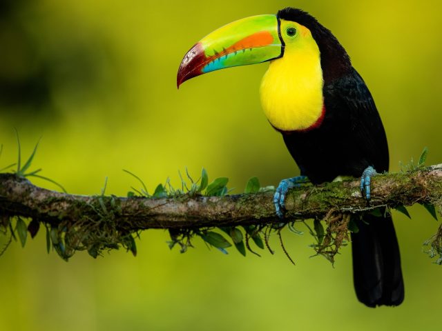Черно желтый красочный острый нос тукана стоит на ветке дерева в зеленом размытом фоне животных