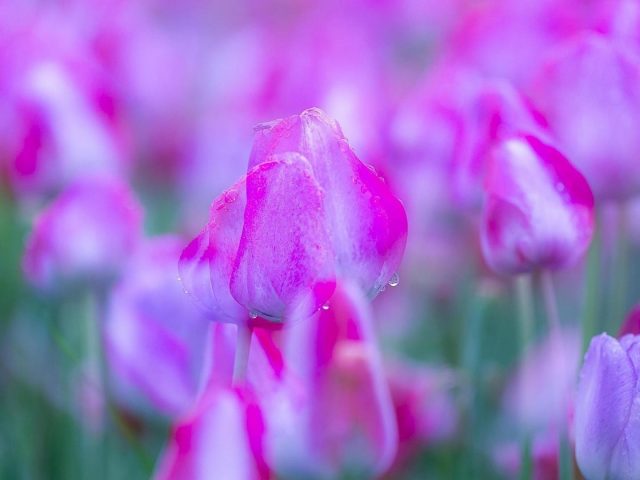 Фиолетовый цветок весенние цветы тюльпана