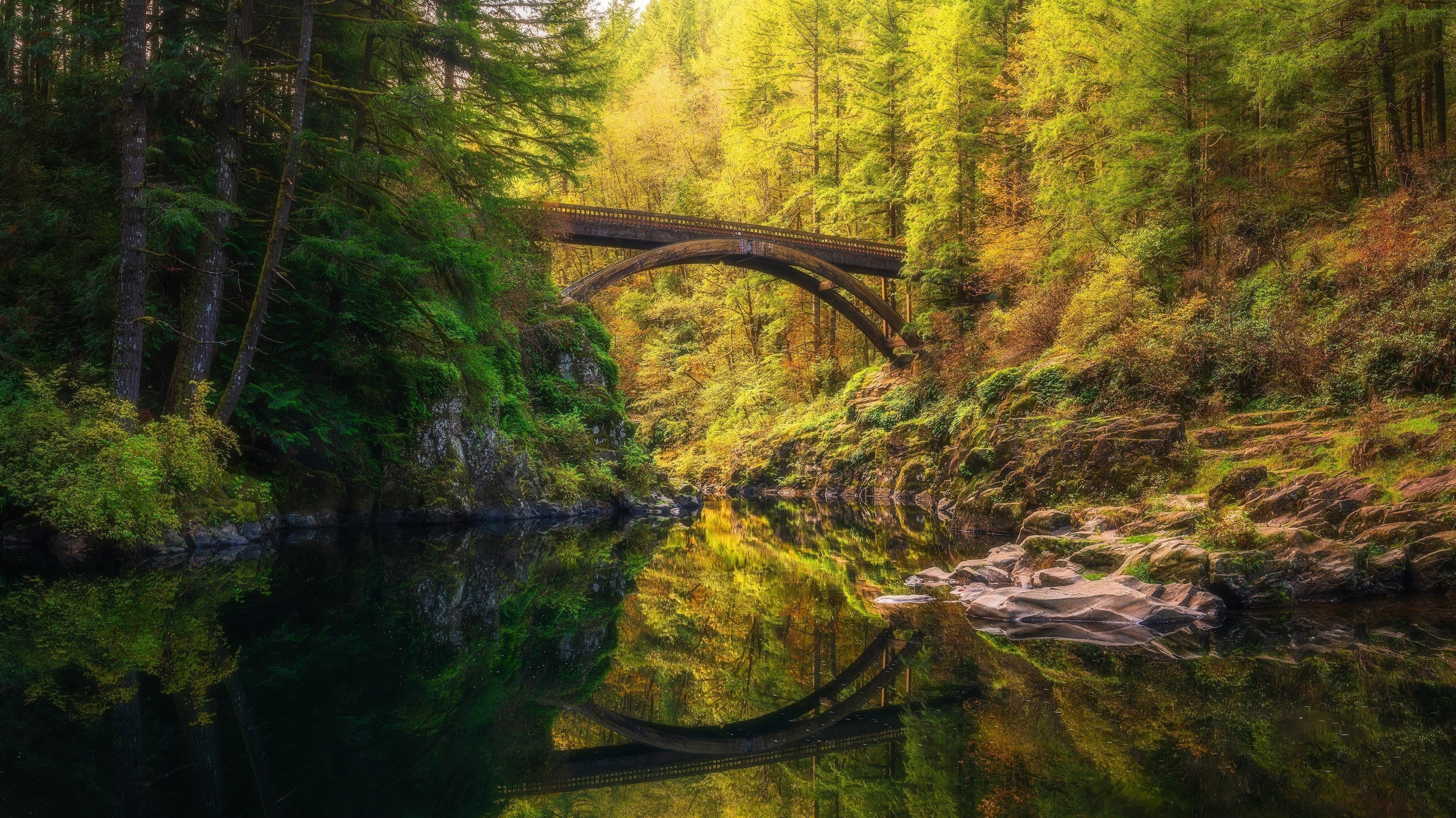 Мост между зелеными деревьями покрытый лесом с отражением речной природы обои скачать