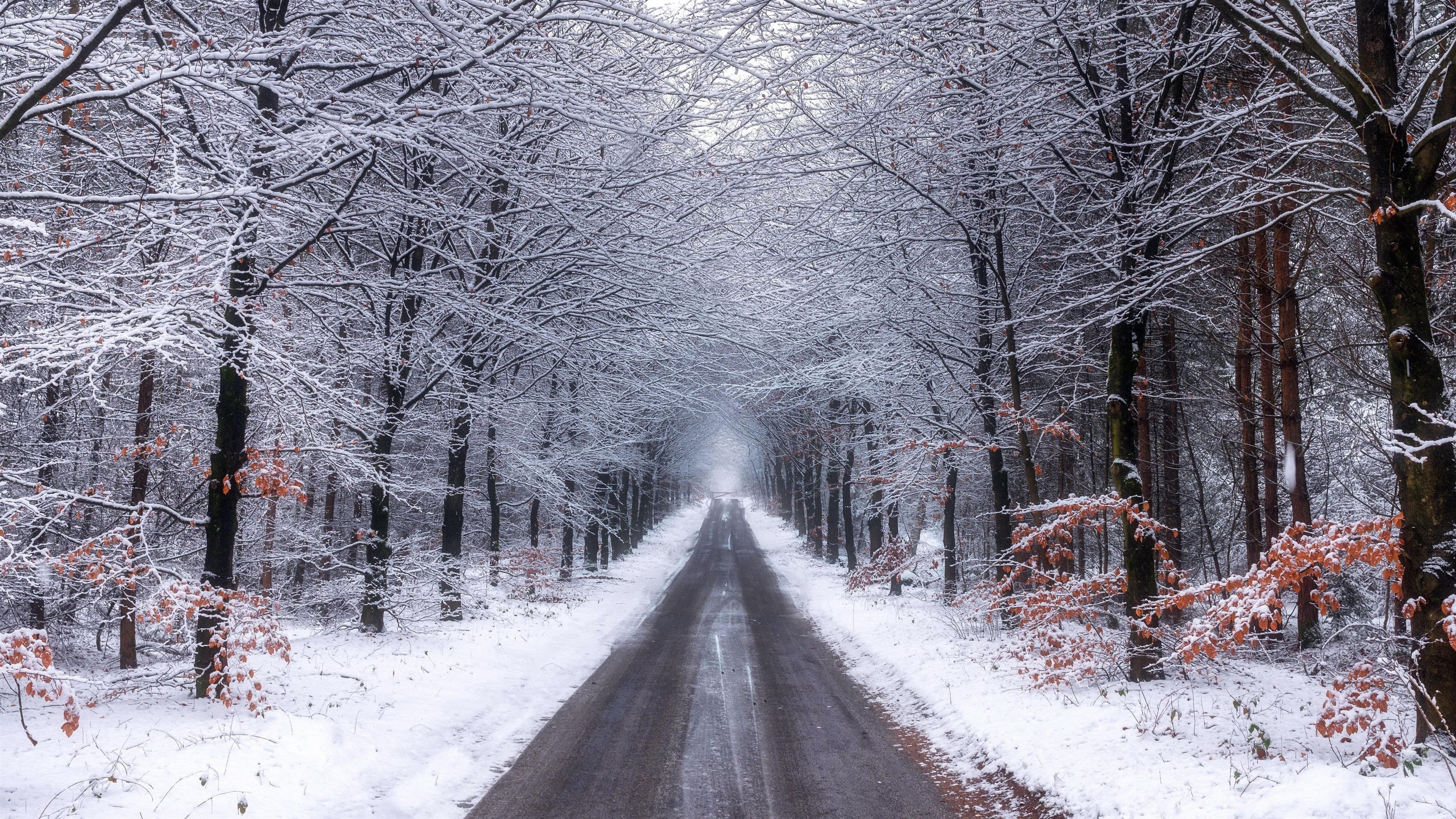 Природа лесная дорога со снегом зимой природа обои скачать