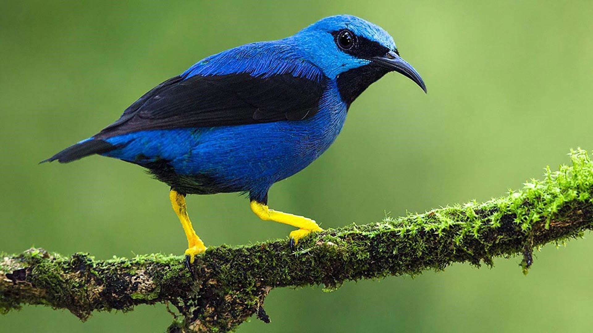 Сине черная сотовая птица на покрытой водорослями ветке дерева на зеленом фоне птицы обои скачать