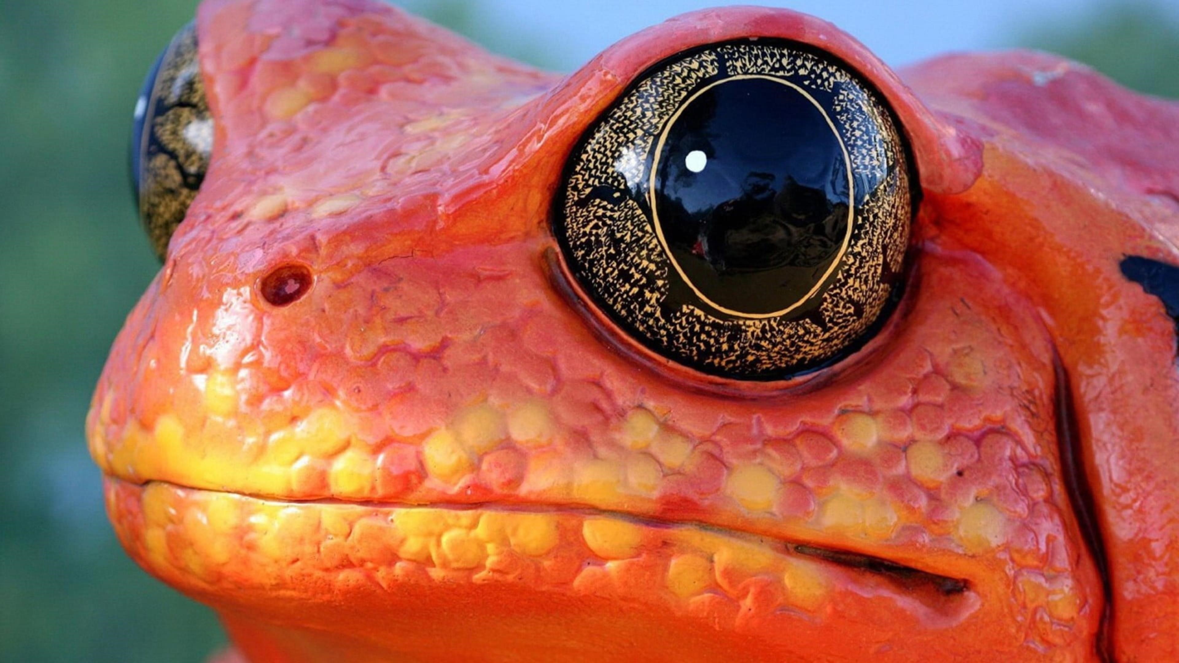 Красная лягушка животные природа амфибия макро глаза оранжевый обои скачать