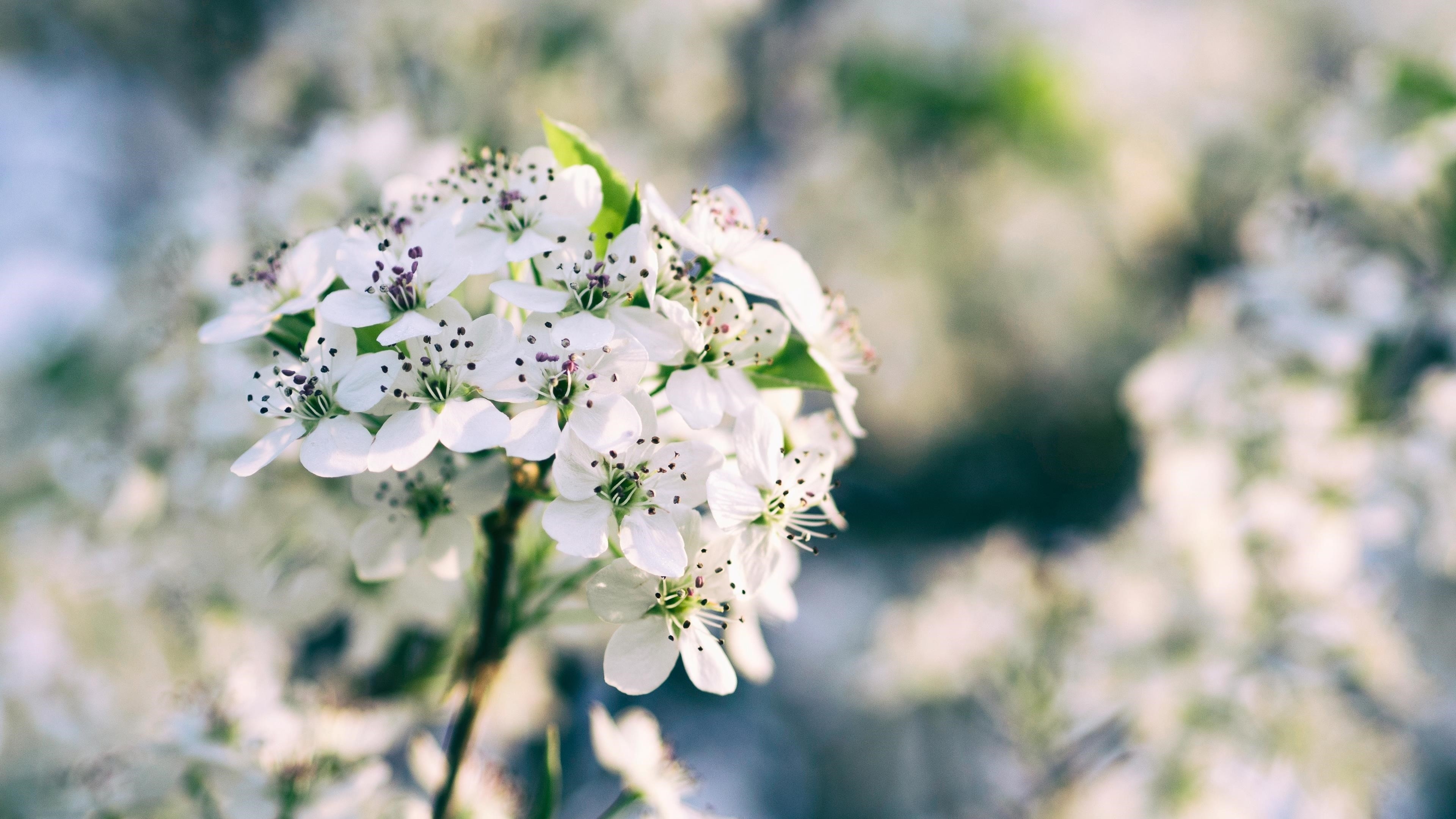 Белые цветы цветущей вишни размытие фоновых цветов обои скачать