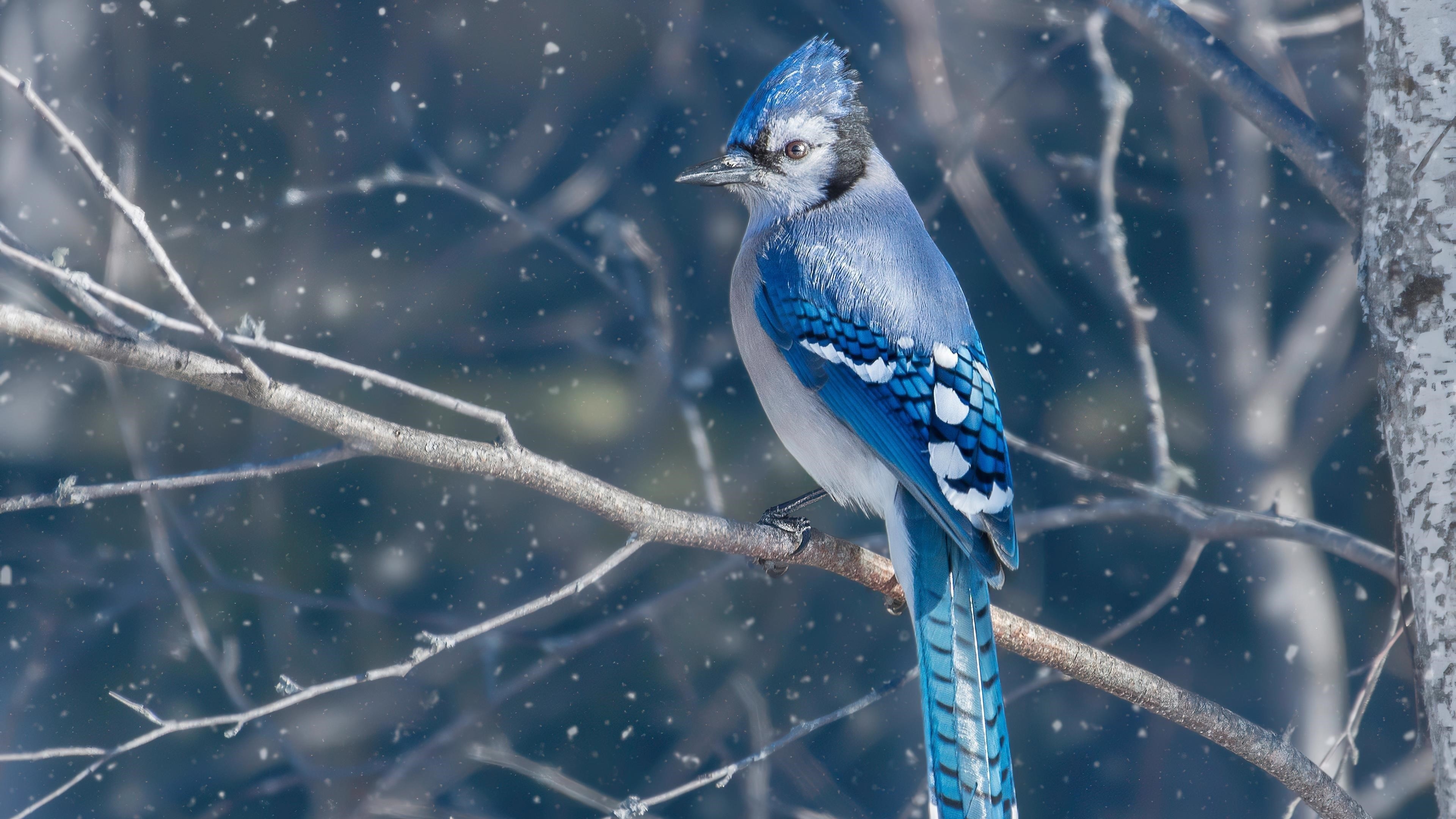 Сине черная Сойка птица сидит на ветке дерева в синем снегу фоновые животные обои скачать