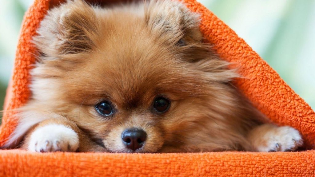 Щенок коричневой померанской собаки под оранжевой тканевой собакой обои скачать