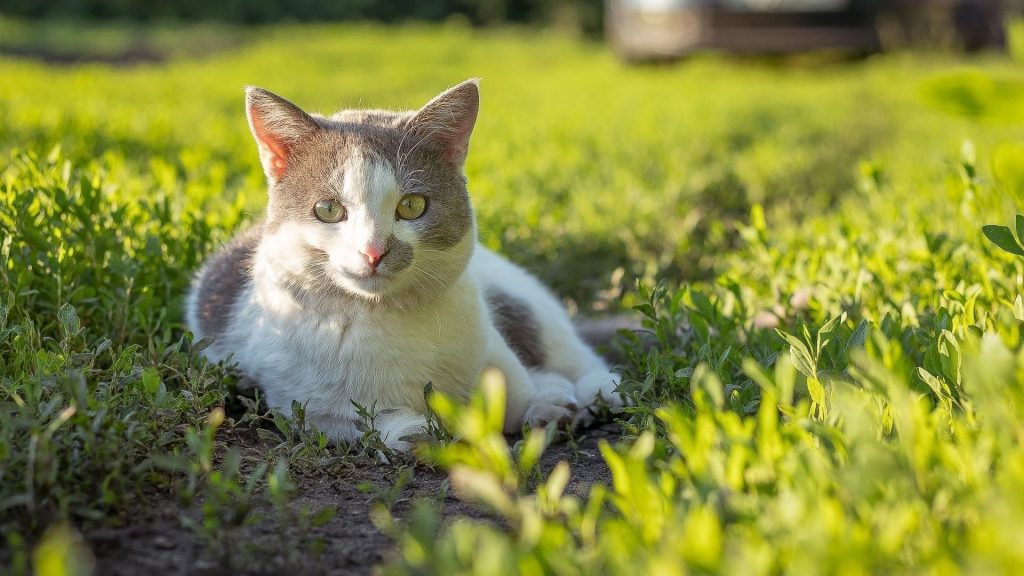 Желтые глаза карие черные милая кошка сидит на зеленых маленьких растениях на фоне солнечных лучей милая кошка обои скачать