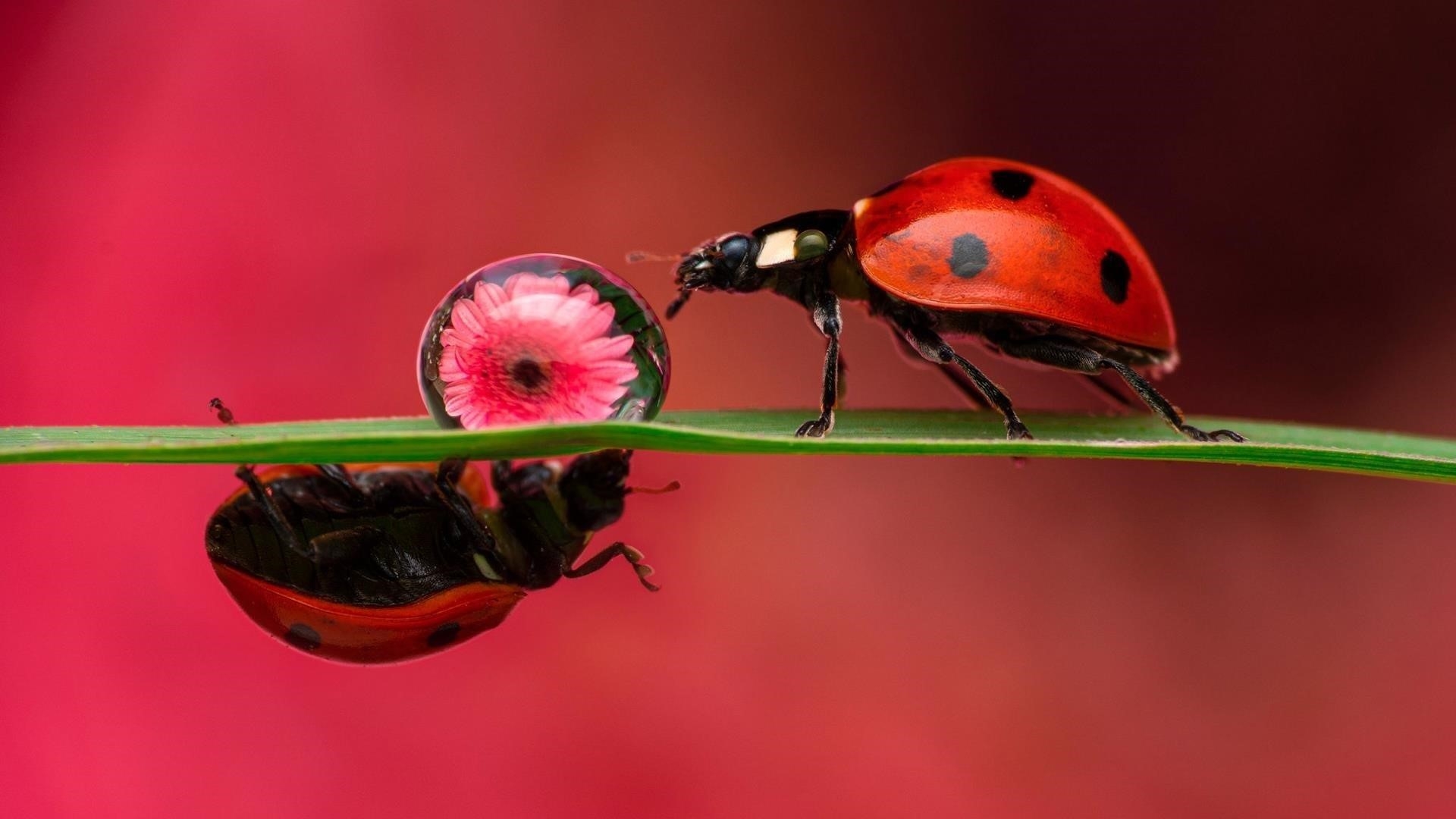 Красное насекомое божья коровка на зеленом листе на красно розовом фоне животные обои скачать