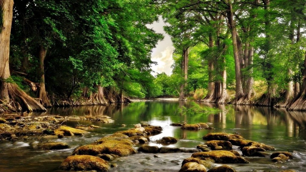 Берег реки камни высокие зеленые деревья листья спокойная вода камни отражение природы обои скачать