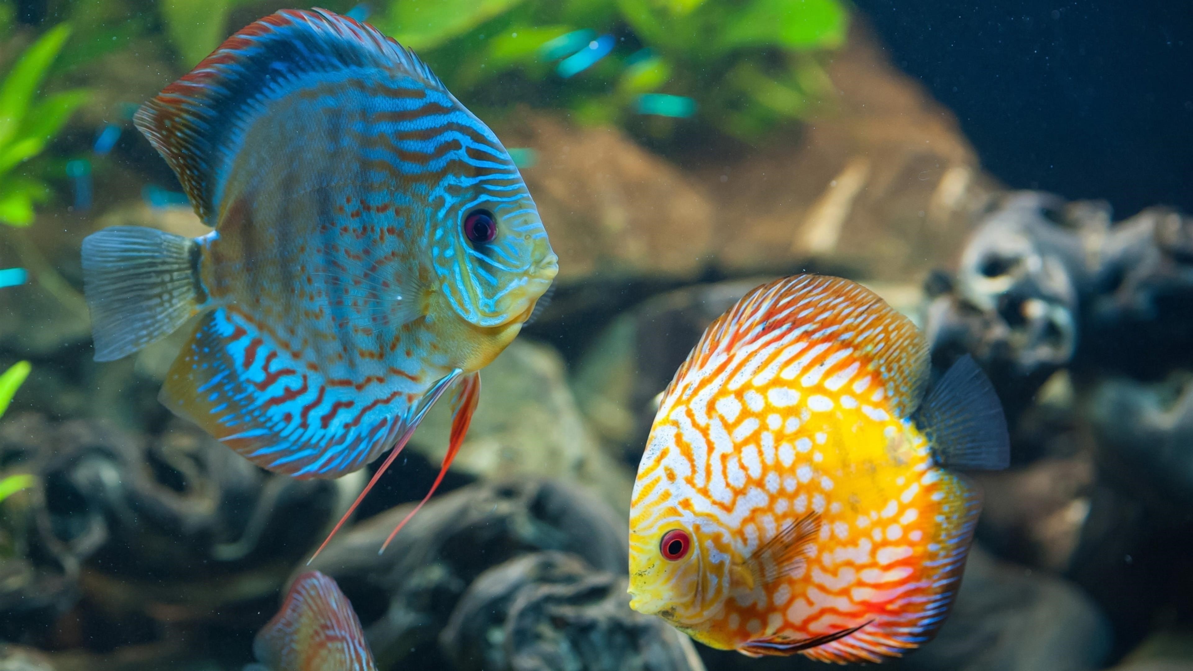 Синие и желтые красивые рыбы подводные животные обои скачать