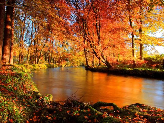 Река между разноцветными деревьями покрыта лесной природой