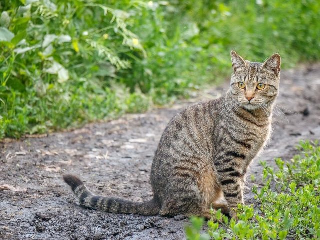 Желтые глаза карие черные сидит на дорожке симпатичная кошка