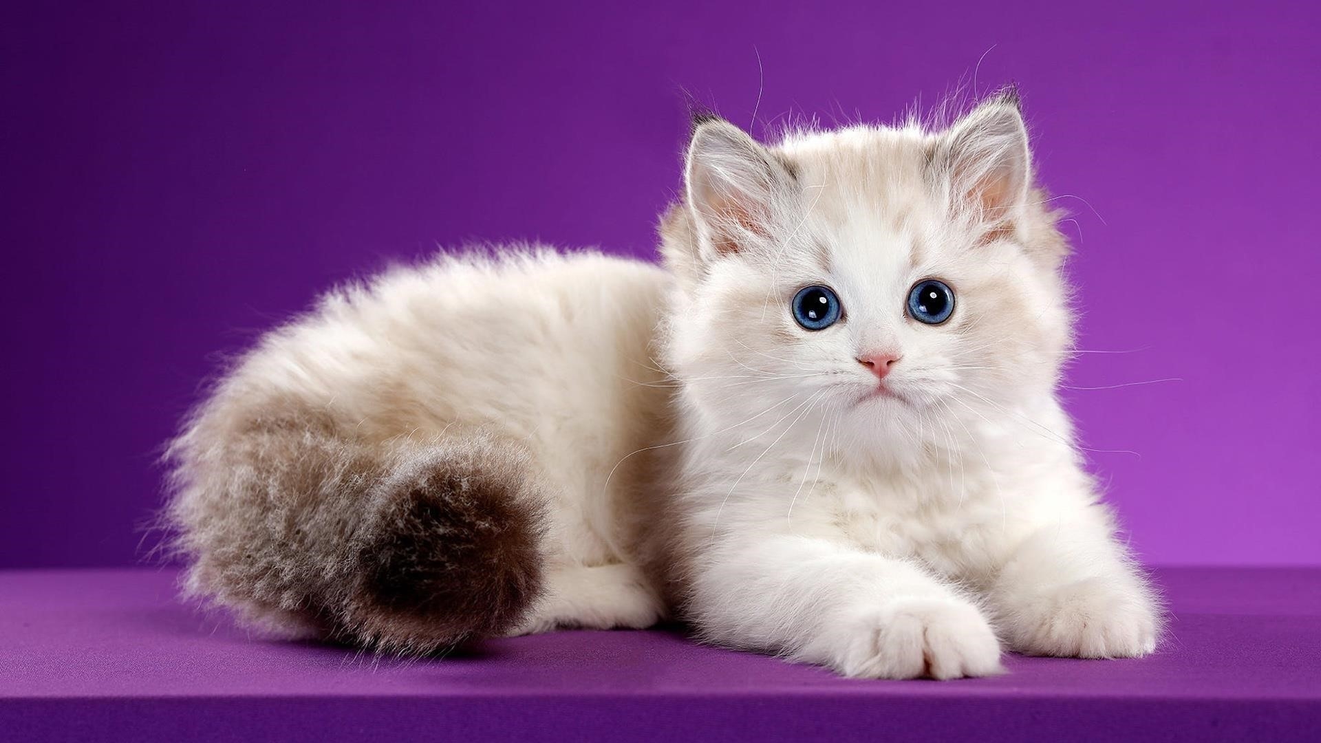 Симпатичная белая кошка лежит на столе в фиолетовом цвете на фоне животных обои скачать