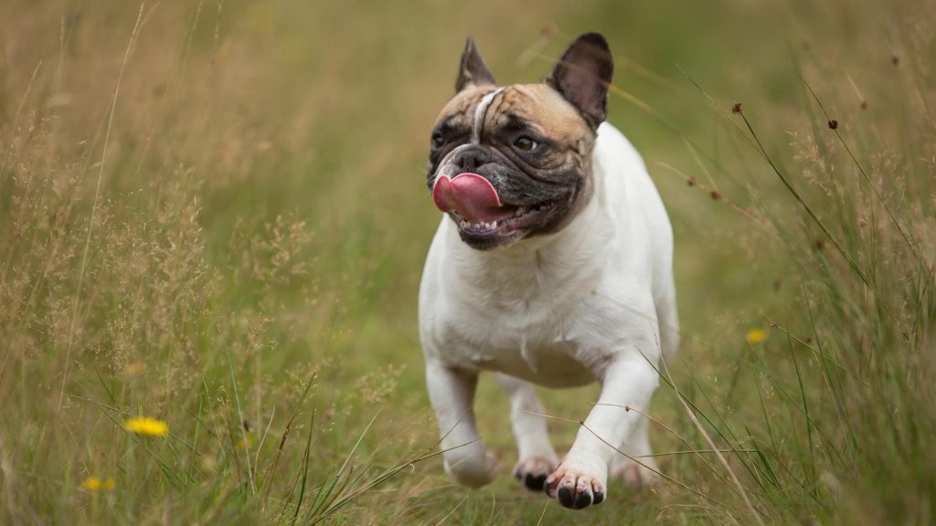 Бело коричневый французский бульдог бежит по зеленой траве собаки обои скачать