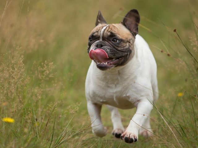Бело коричневый французский бульдог бежит по зеленой траве собаки