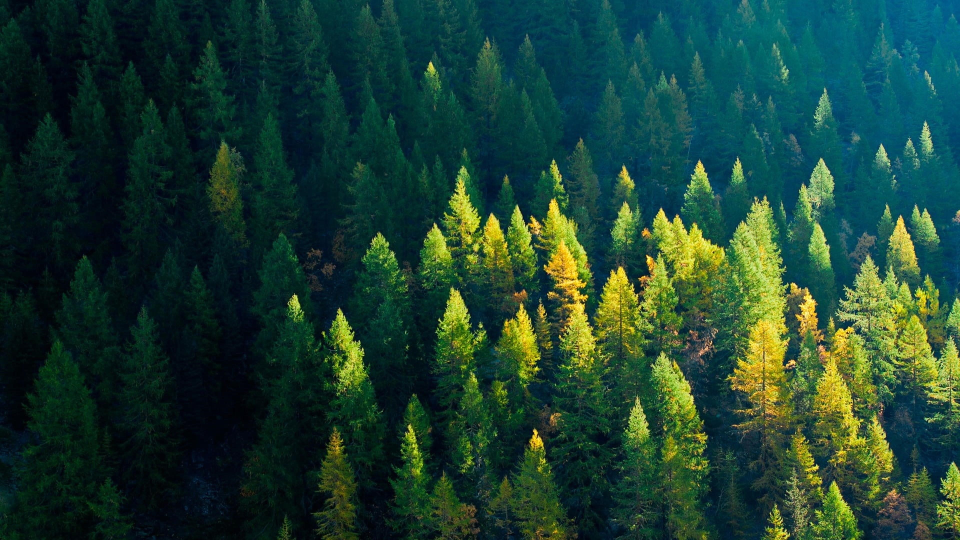 Аэрофотоснимок зеленых листовых деревьев в лесной природе обои скачать