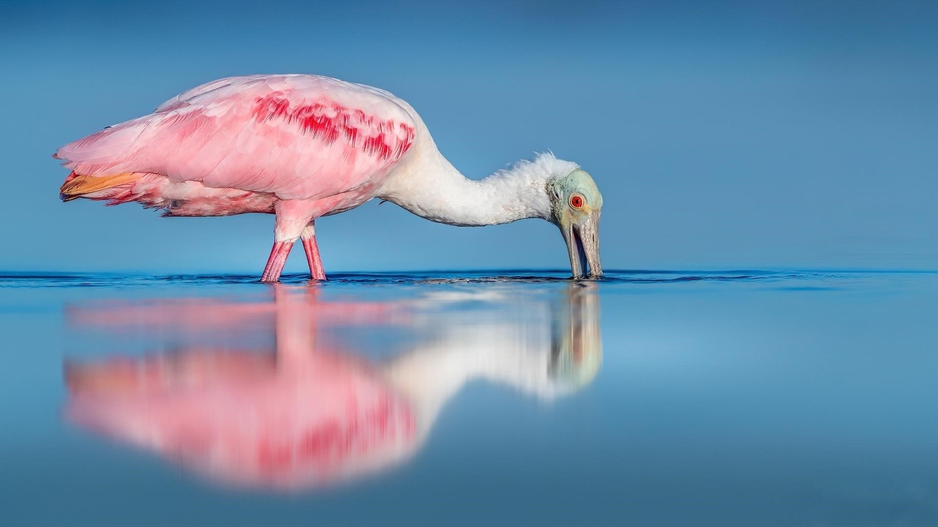 Белая розовая ложконосая птица в водоеме с тенью в дневное время животные обои скачать