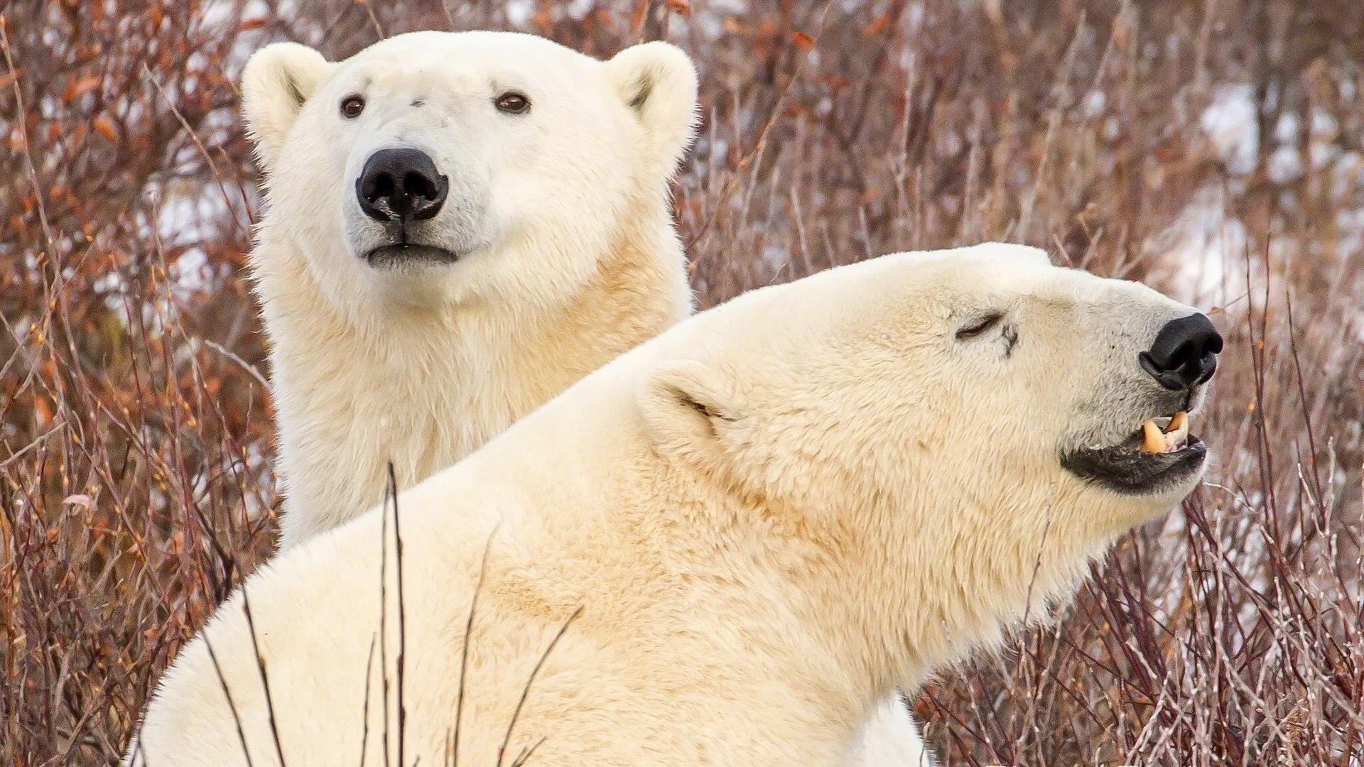 Два белых белых медведя стоят на снежном поле в сухом растительном фоне животные обои скачать