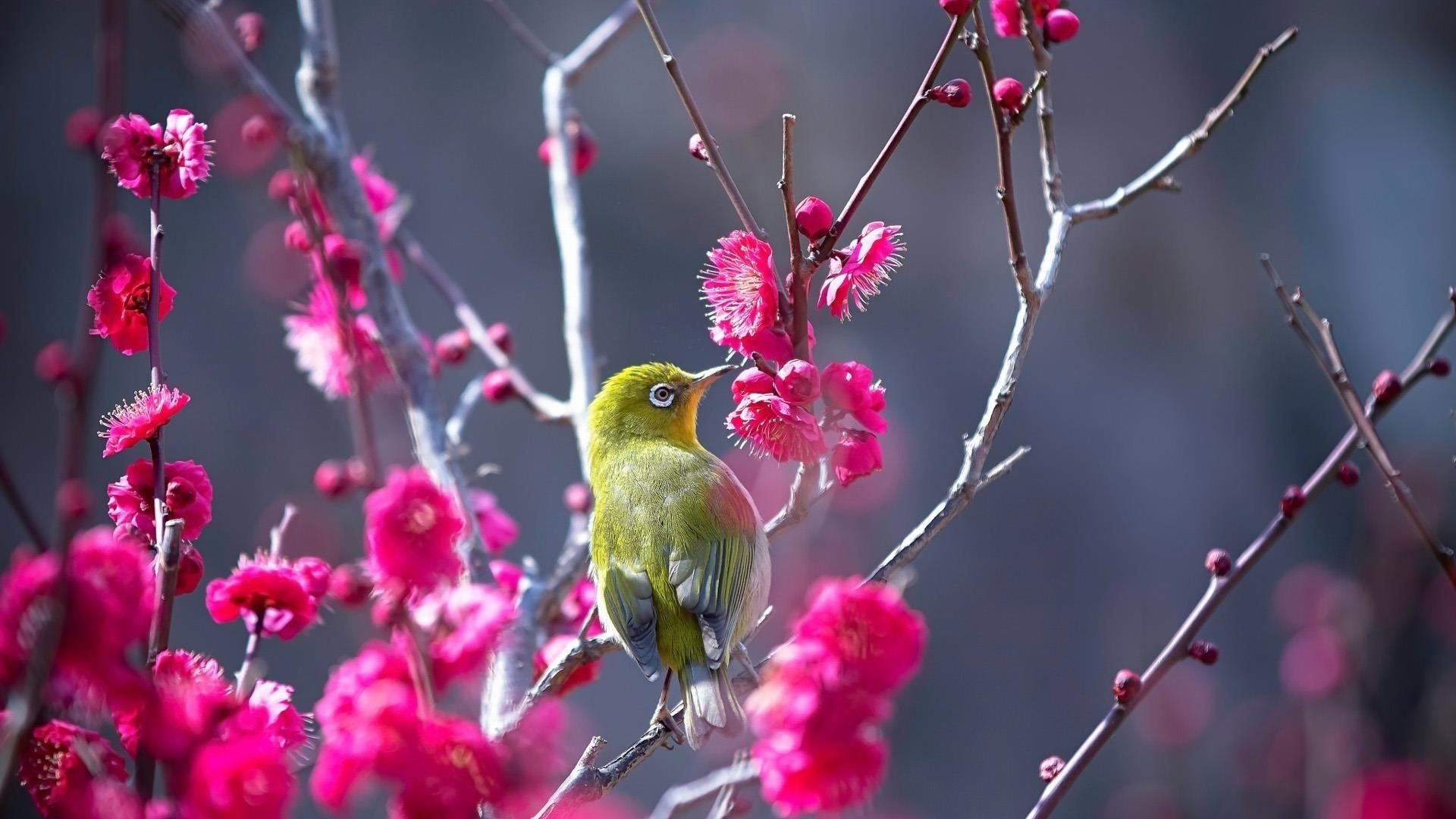 Маленькая японская белоглазая зеленая птичка сидит на розовом цветке ветки дерева животных обои скачать